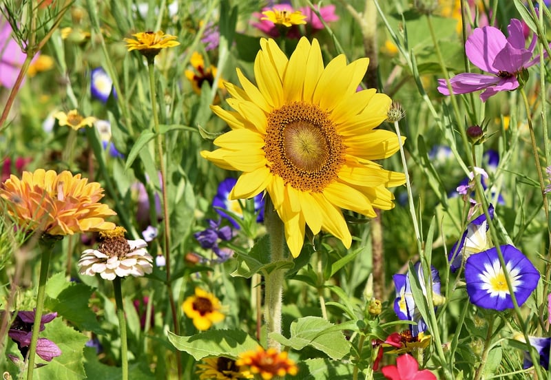 Urban Gardening Community